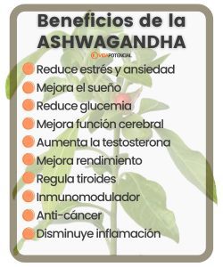 Lo que hay que saber sobre Ashwagandha para el estrés